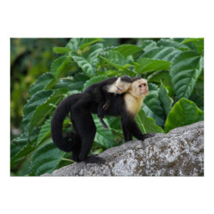 Dragers aap met jong op de rug