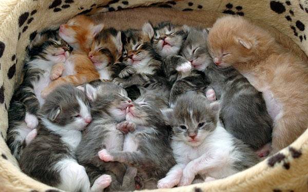 Verstoppers Nestje kittens